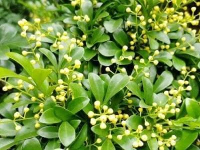 米兰花叶子掉光能活吗（治理米兰花的方法技巧）
