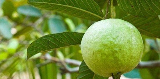 芭乐的成熟期和季节——让你掌握芭乐成熟的窍门（芭乐的生长环境和养护技巧也是关键）