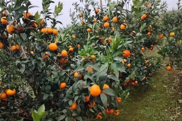 种植沃柑的注意事项，进入丰产期后每年至少追肥3次