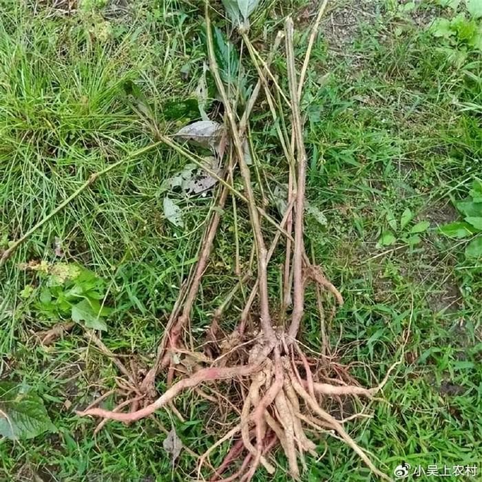 土牛膝，又叫倒扣草、倒梗草、倒钩草，花序带倒钩刺，根部价值高