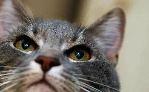 猫咪眼屎多的原因及清理预防方法