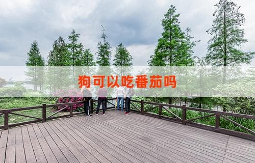 狗可以吃番茄吗？解读狗狗与番茄的食品安全关系