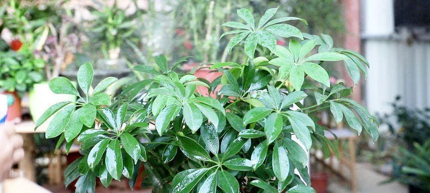鸭掌木如何施肥？（选择合适的肥料）
