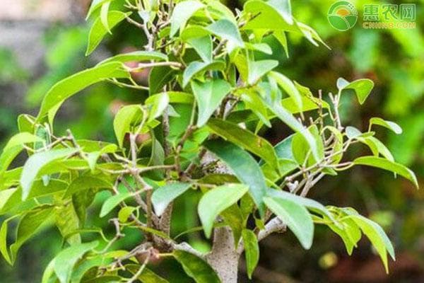 菩提树怎么养护和管理？