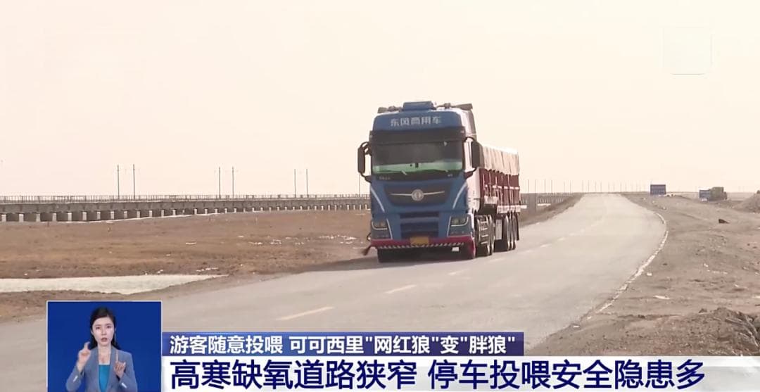 可可西里“网红狼”现状：从一只到十二只，生态警示值得关注