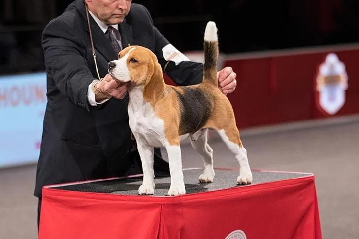 比格犬：国际公认的标准医学实验用犬