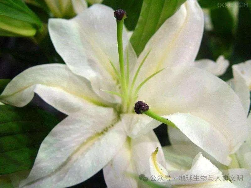 【植物界全系列】单子叶植物纲—百合目