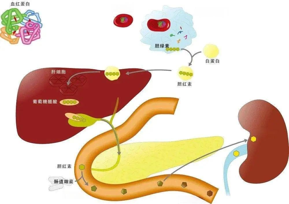 黄色、绿色、黑色、红色、白色的大便，各代表什么疾病？