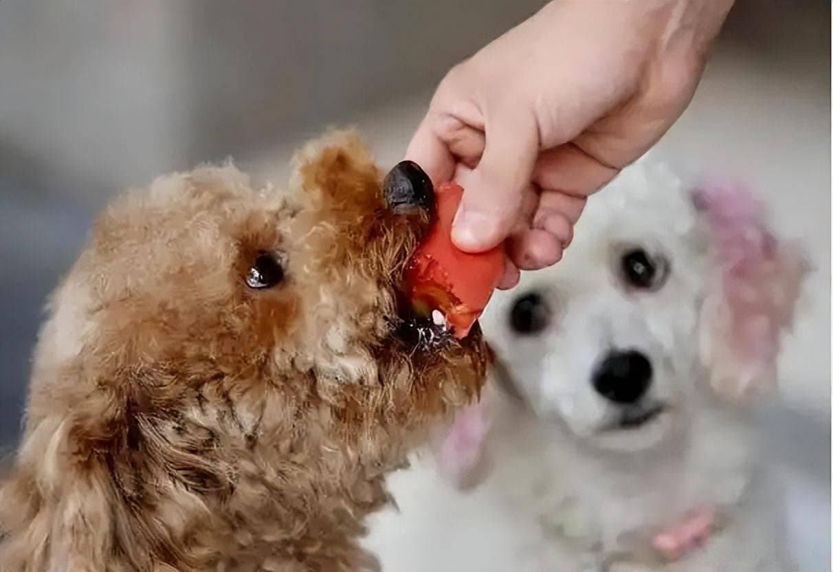 想让泰迪毛发更美？这两种食物每周吃两次，效果显著！