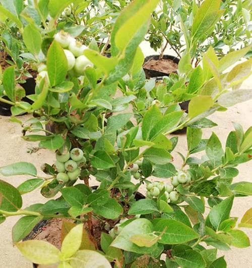 湖南适合种植蓝莓吗？从品种选择到生长技巧全解析