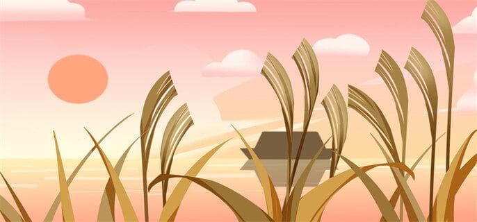 桃子的英文表达：peach的用法与实例解析