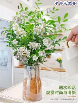 九里香水培的养殖方法和注意事项有哪些？怎么养护？