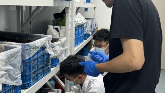 蚯蚓堆肥新技术促进农业废弃物高效转化，助力乡村绿色农业发展