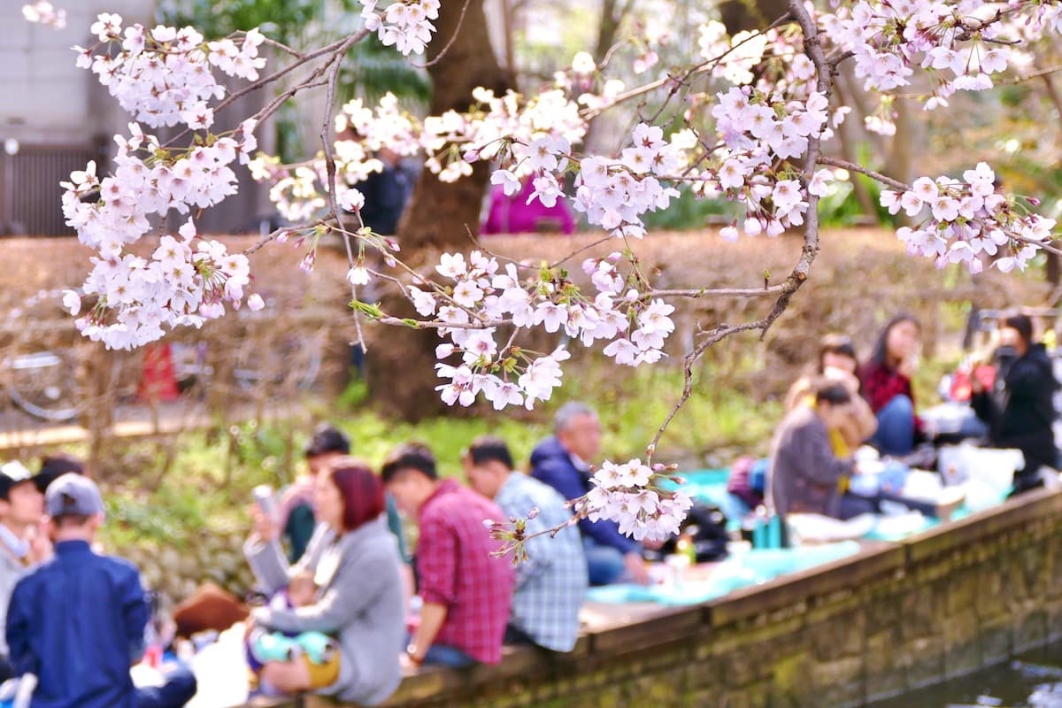 体验日本的樱花季：花见、节庆和隐秘景点完全指南