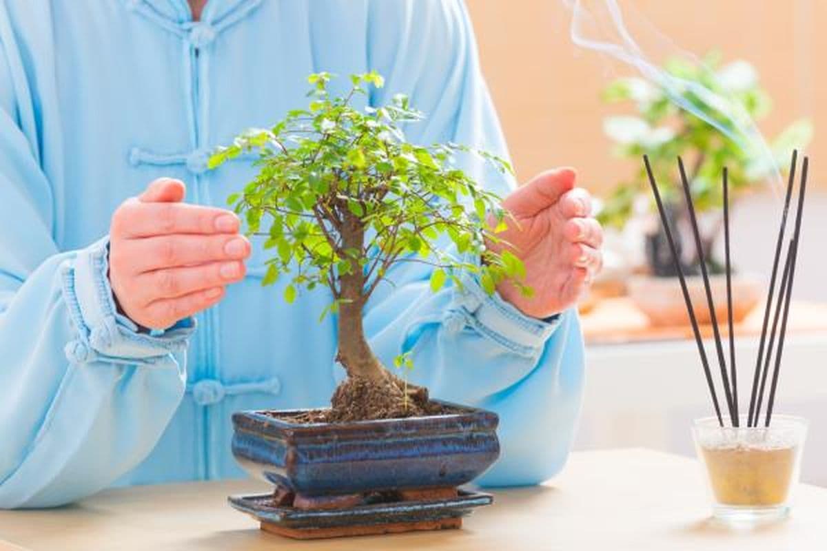 根据风水摆放盆景的位置