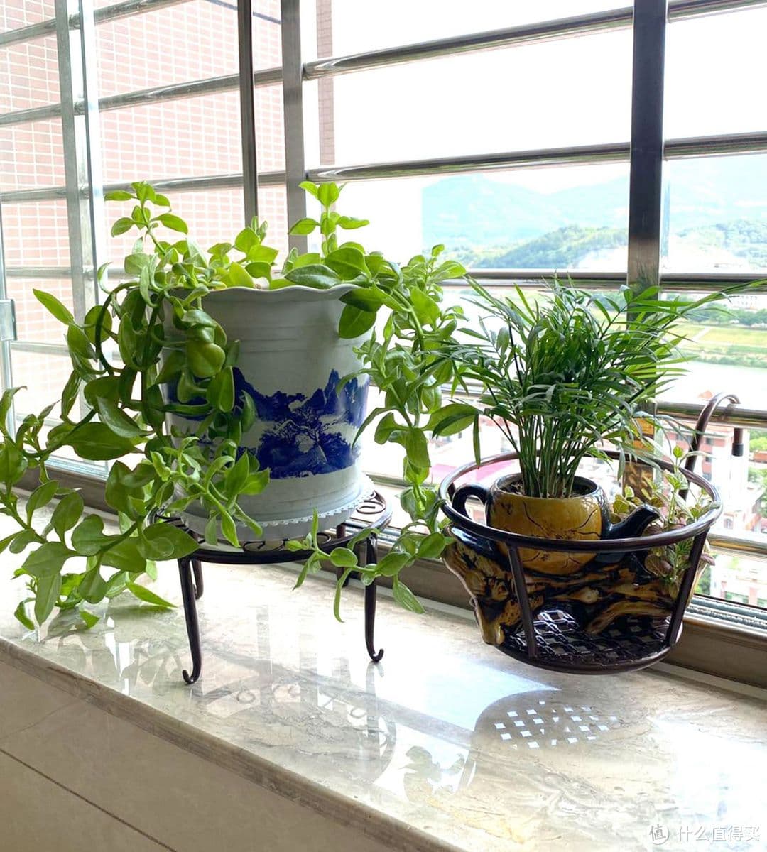 再穷也要在家里养这“4种花”，花旺人也旺，别不当一回事儿