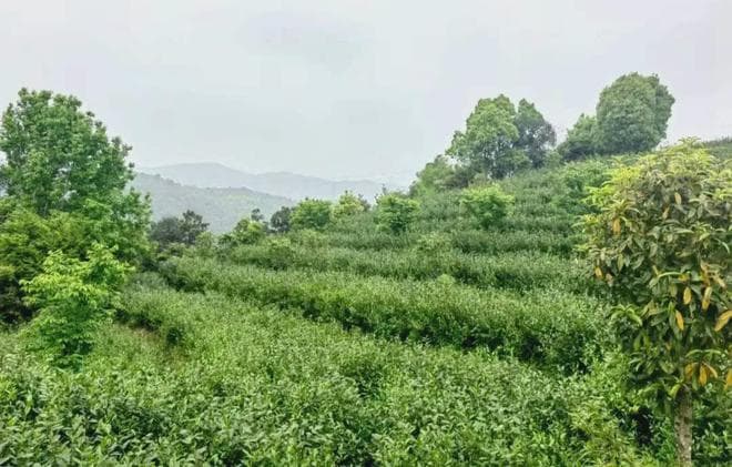 灵芽藏雾，千年贡韵——雁荡毛峰茶