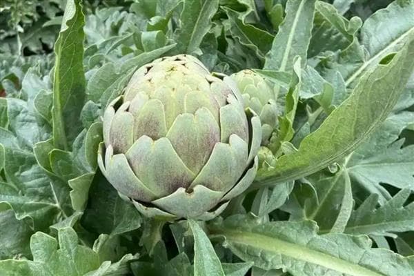 这些蔬菜纤维含量高，助你轻松补充膳食纤维