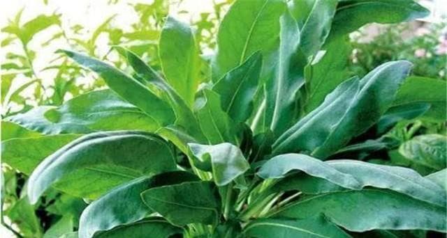 揭秘板蓝根（起源、功效与应用）