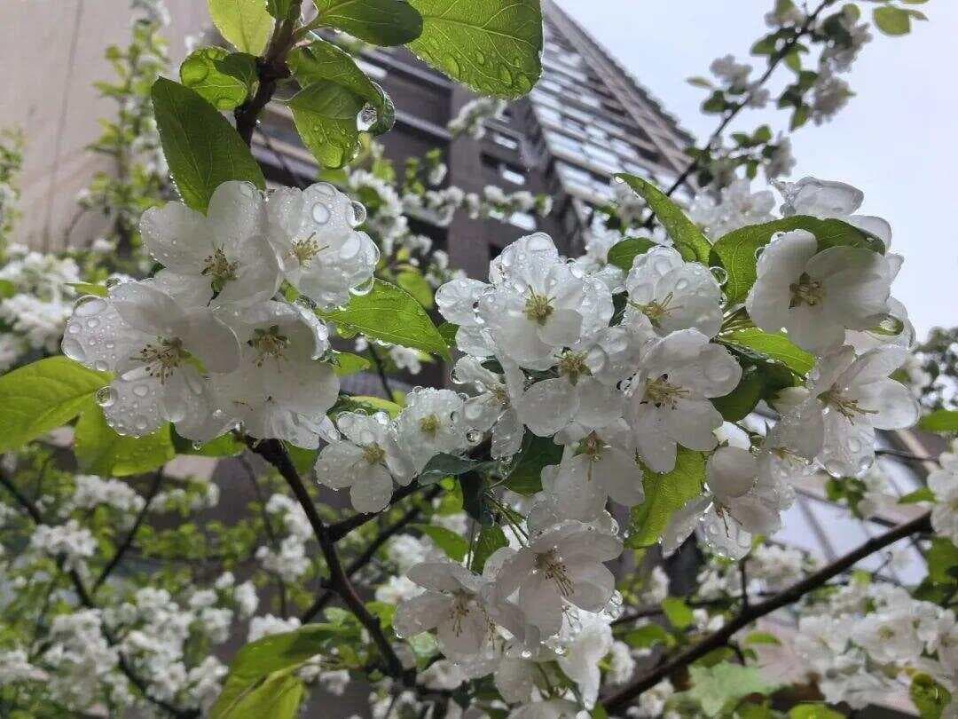 朋友圈晒花必备：15句浪漫花语文案