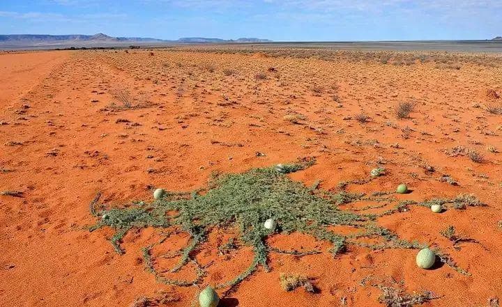 沙漠里的"药西瓜"：当地老人为何说再渴也不能吃？