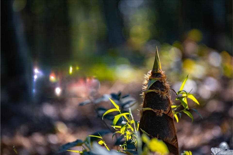 立春过后，记得尝鲜，多吃6种应季蔬菜，不反季节，营养高味道佳
