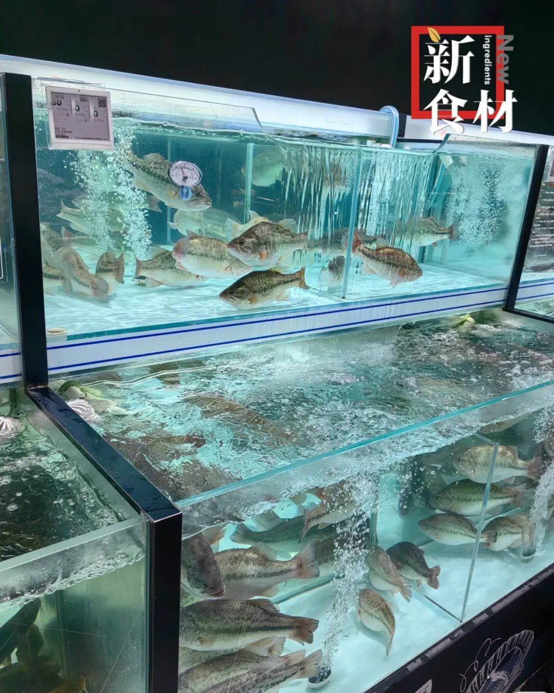 鱼价涨、牛蛙涨、白虾涨……水产原材料价格涨疯了！