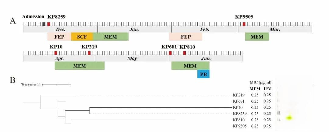 研究揭示潜伏在临床敏感菌中的沉默型NDM-1耐药基因