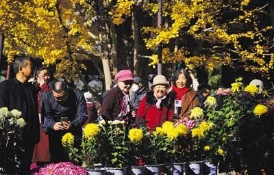 可赏古银杏、菊花 紫竹院公园行宫修缮后重新开放