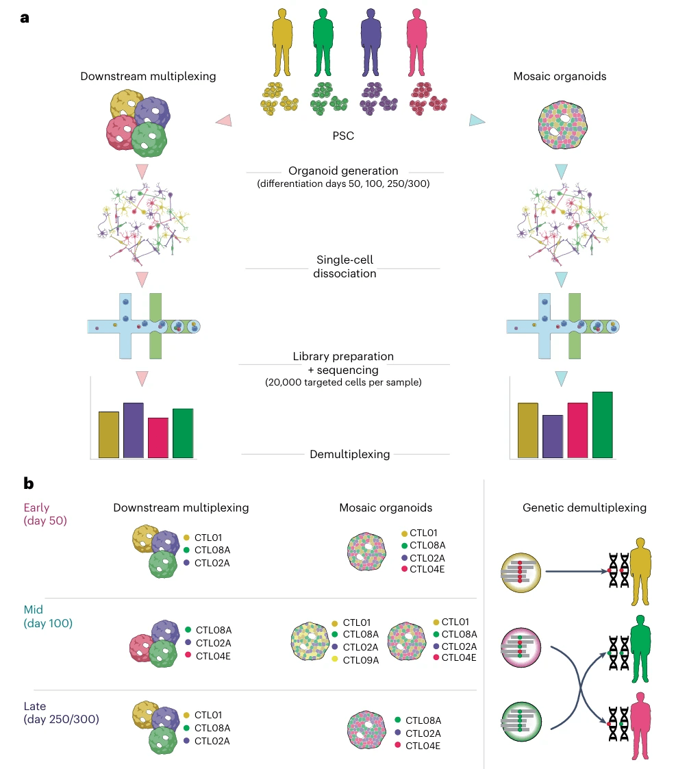 《Nature Methods》|单细胞联合类器官技术解析人脑发育特征