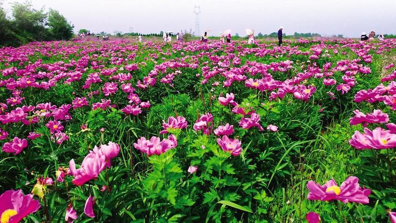 陈巷镇旭升村：芍药开出“花样经济”