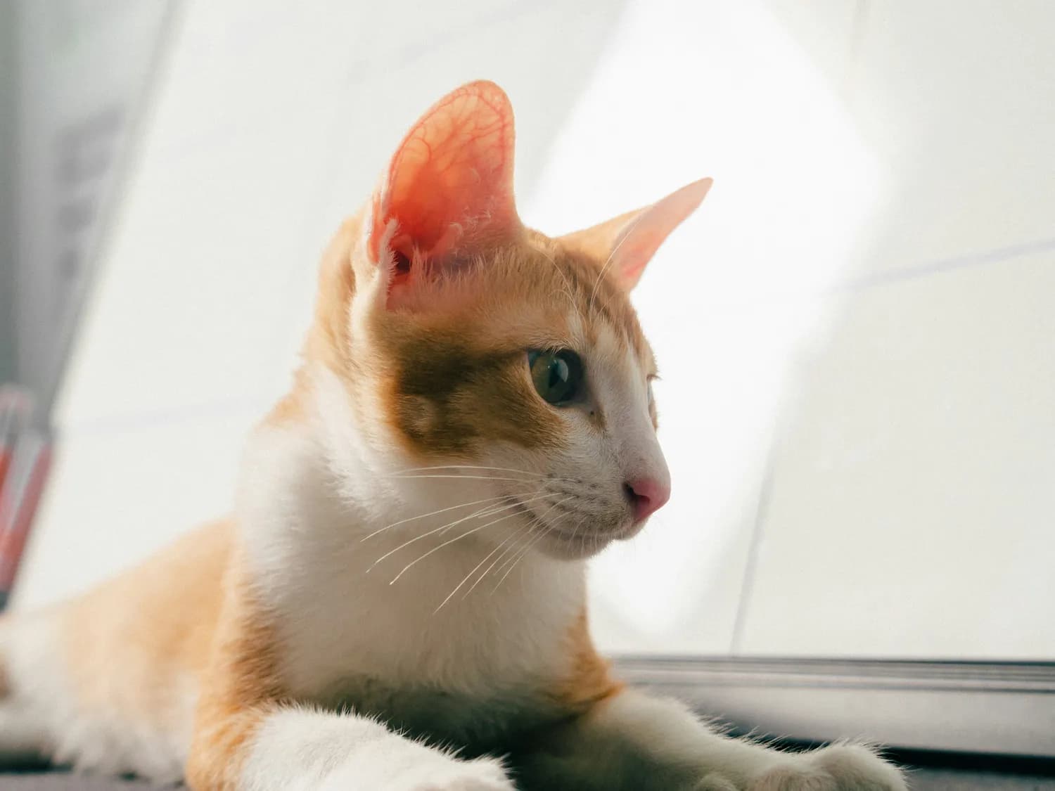 猫咪行为大揭秘：萌宠心理探秘