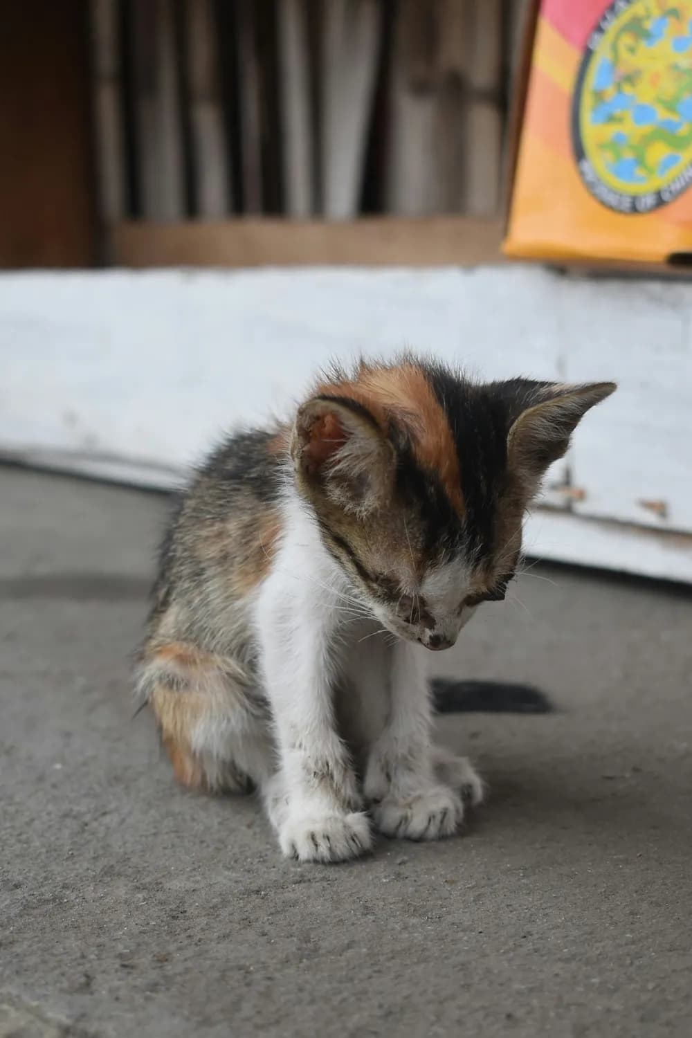 流浪猫护理大揭秘：亚伦教你如何照顾毛孩子