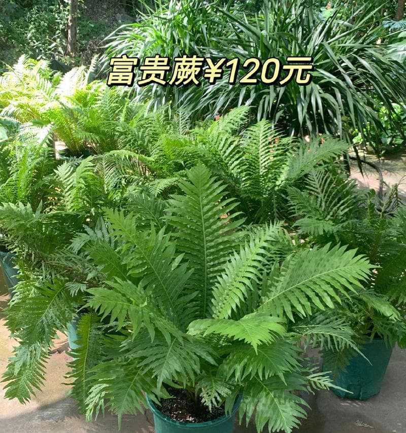 哪些盆栽花卉喜热喜湿？喜热喜湿盆栽花卉的选择技巧是什么？