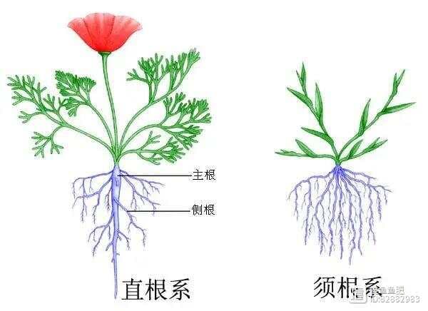 傻根：（第三十五期）根系的结构