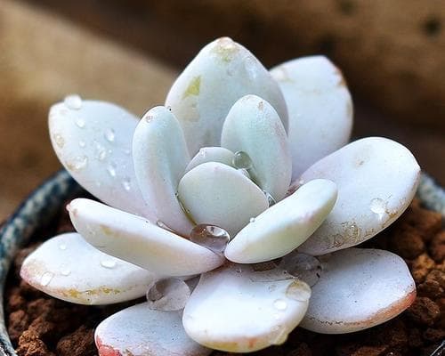 雪莲种子播种方法详解