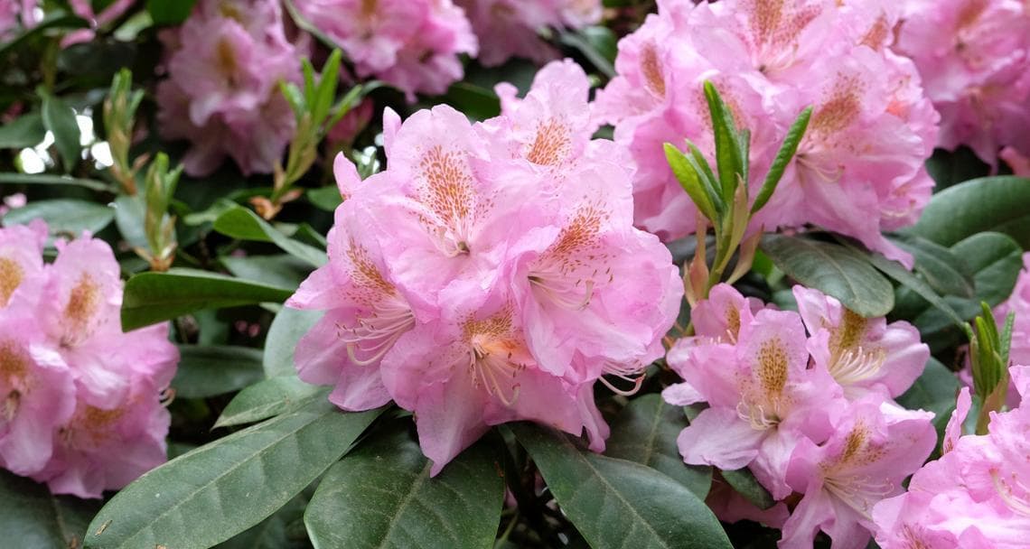 杜鹃花的生长习性剖析（解析杜鹃花在阳光与阴影中的选择）