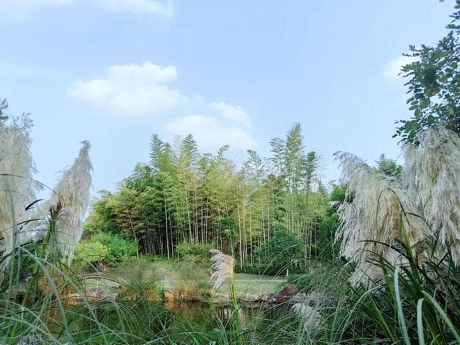 古诗词里的芦苇：十首经典诗词，句句写意，字字抒情
