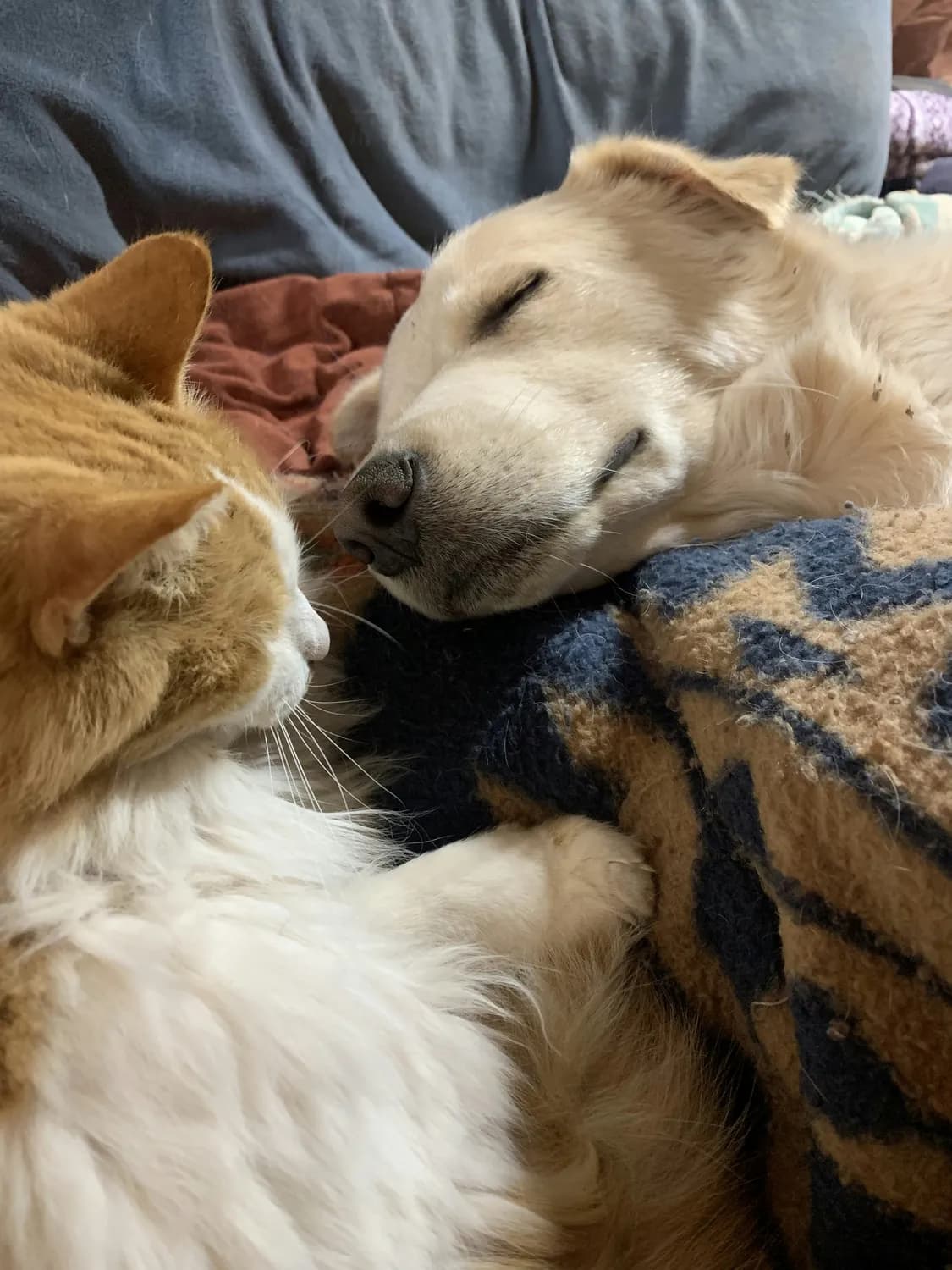小猫踩踩与狗狗的欢乐时光