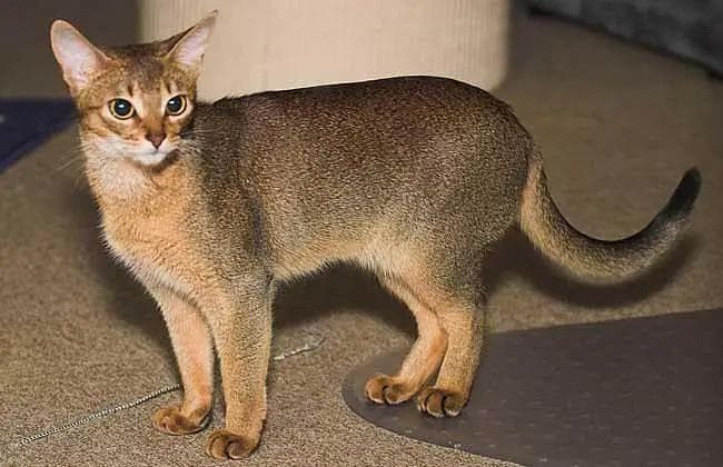 阿比西尼亚猫：温顺优雅的“兔子猫”