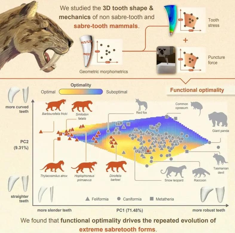 对剑齿虎牙齿结构和狩猎策略的研究显示出其进化优势