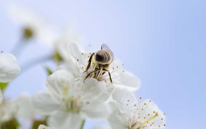 揭秘蜜蜂采蜜全过程：从寻找蜜源到酿制成熟蜜