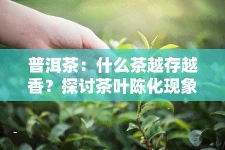 普洱茶什么茶越存越香-普洱茶什么茶越存越香呢