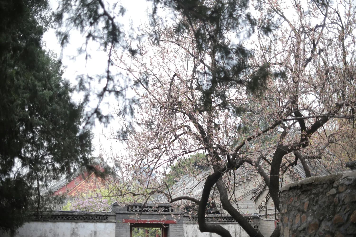 春节与立春：一对“兄弟”的文化之旅
