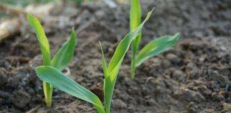 玉米种植完全指南：从种子发芽到收获的14个关键步骤