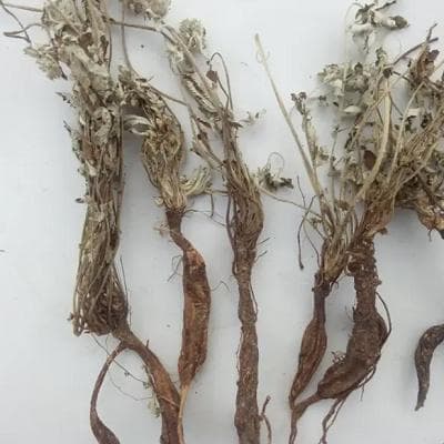 翻白草：一种常见的中药材