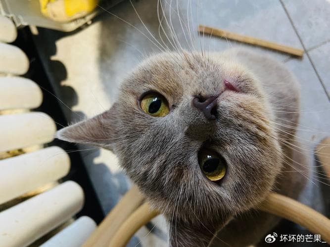 猫咪早上“最粘人”？不只是饿了，还有这些原因！