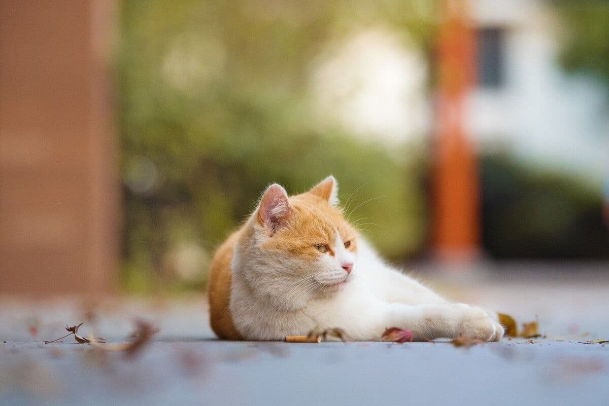 猫甲状腺机能亢进：症状、原因、诊断与治疗全解析