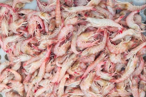 肝硬化患者能否食用蛎虾？专家解读食用注意事项