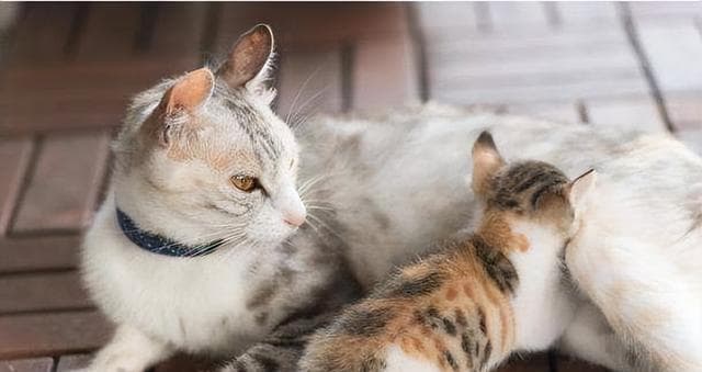流浪新生猫咪护理全攻略：15个实用护理技巧